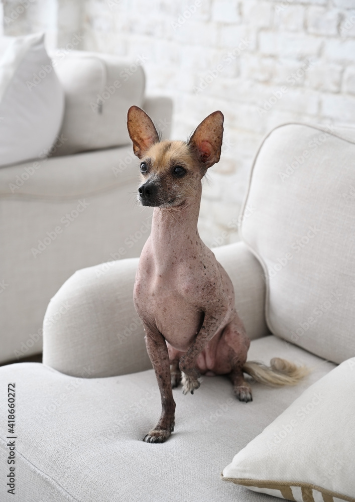 Portrait of the mexican hairless dog xoloitzcuintli sitting on the sofa Portrait of the mexican hairless dog xoloitzcuintli sitting on the sofa