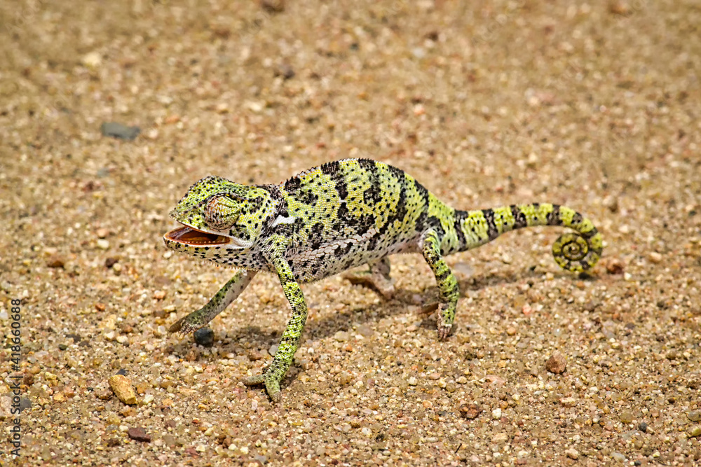 Naklejka premium Chameleon crossing the road