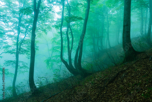 霧に包まれるブナの森