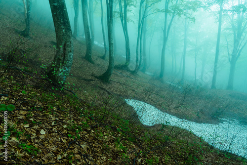 霧に包まれるブナの森