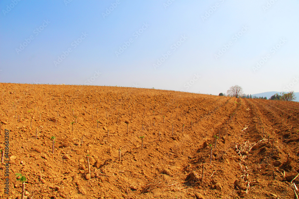 Agriculture and cassava cultivation is fertile.
