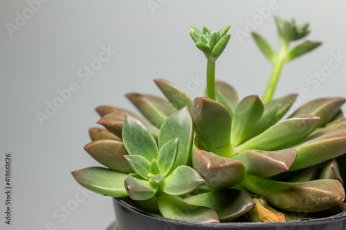 Close up abstract view of a green and pink potted Graptoveria (porcelain plant) with new emerging flower stems, on white background