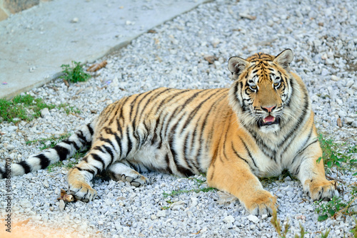 Ussuri tiger - a symbol of Eastern Siberia