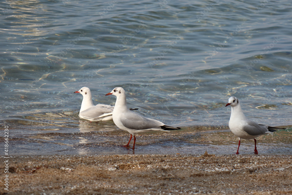 Close up seagulls on the beach for natural background Close up seagulls on the beach for natural background