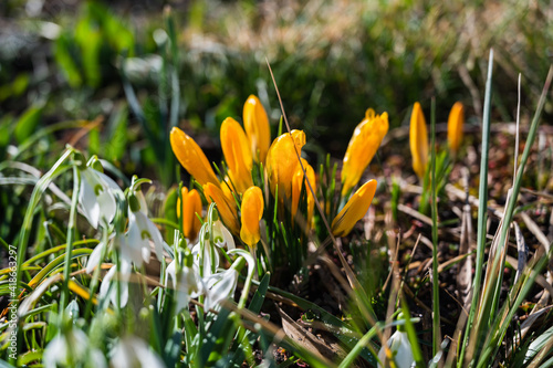 A closeup shot of blooming yellow crocus flowers in the greenery