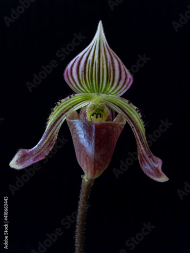 Closeup front view of bright purple, green and white flower of lady slipper orchid species paphiopedilum fowliei isolated on black background