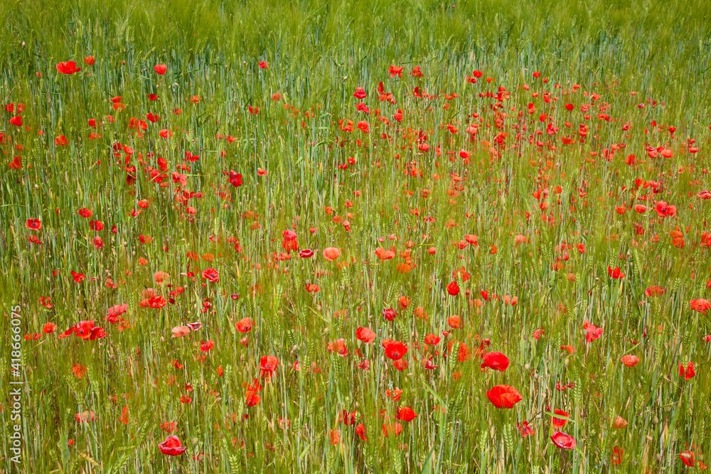 Fototapeta premium Red poppy