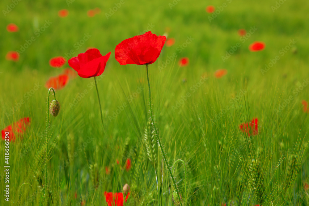 Fototapeta premium Red poppy
