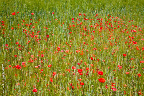 Red poppy