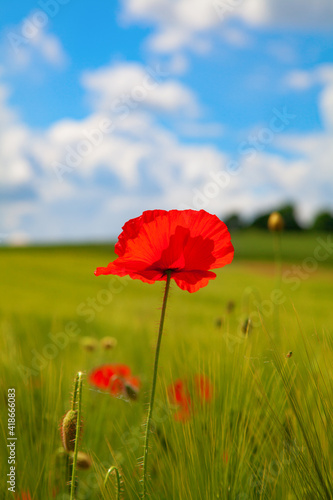 Red poppy