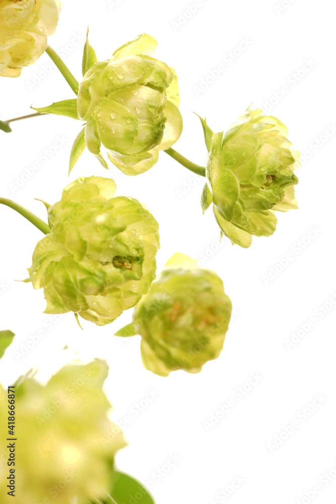 Fototapeta premium エクレール（緑のバラ）