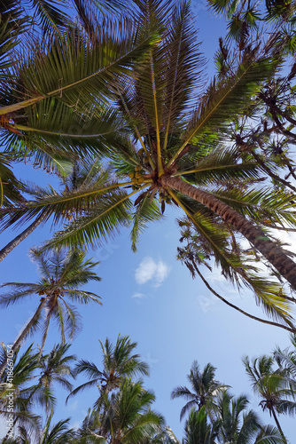View of the sky from under the palm trees