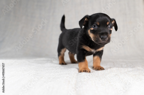 Brown with black Jack Russell Terrier dog puppy. Is looking curiously, seen from the side. Cream colored background, focus on eyes