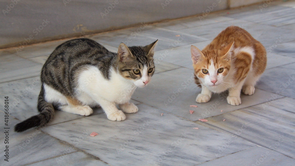Cat in Crete in Greece, Europe
