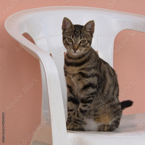 Fototapeta Naklejka Na Ścianę i Meble -  Cat in Crete in Greece, Europe
