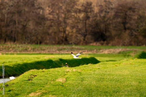 A hawk comes flying in a beautiful green landscape. Out of focus a white heron and a cormorant on the waterfront in the grass. Selective focus © Dasya - Dasya