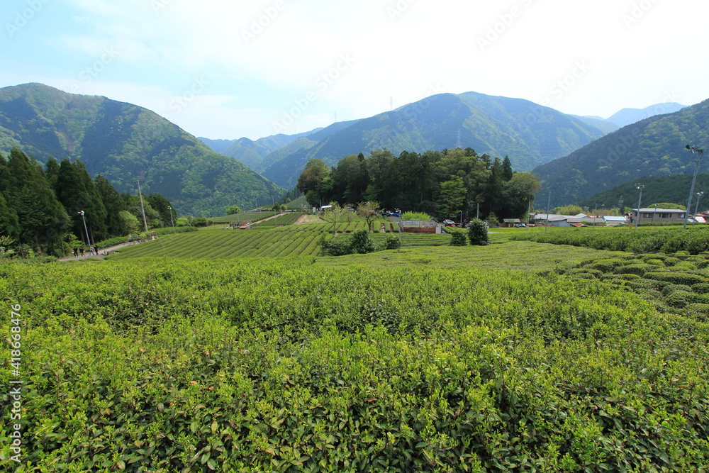 天空の茶畑　岐阜県上ヶ流地区は岐阜のマチュピチュと言われている
