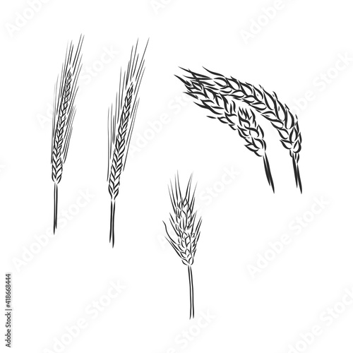 Winter wheat, wheat, vintage engraved illustration of Winter wheat isolated on a white background.