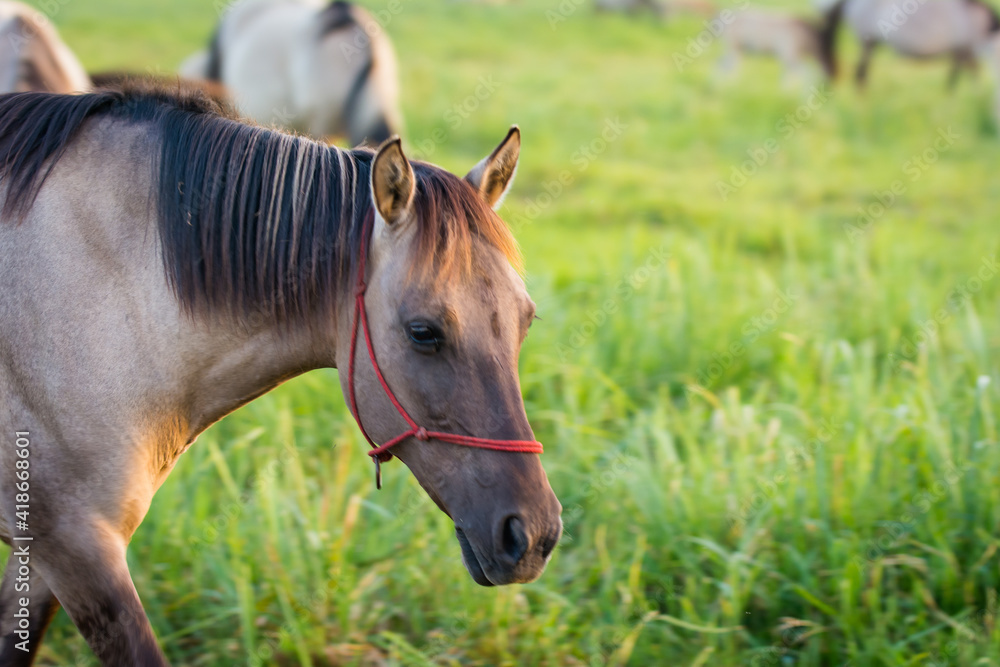 Fototapeta premium portrait of a horse