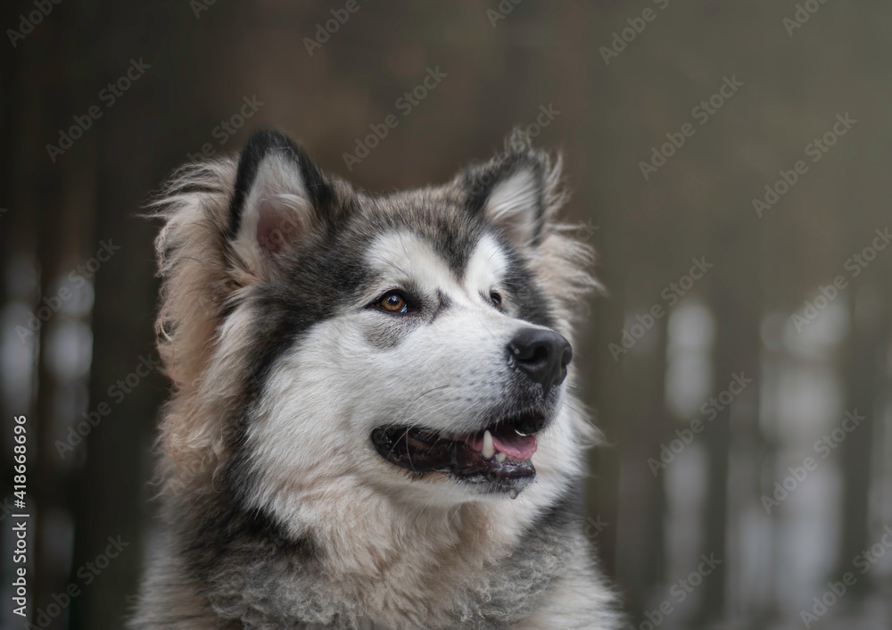 Alaskan malamute puppy in the forest. Fluffy wolf dog waiting for a treat. Canine themed photography. Selective focus on the eyes, blurred background. Alaskan malamute puppy in the forest. Fluffy wolf dog waiting for a treat. Canine themed photography. Selective focus on the eyes, blurred background.