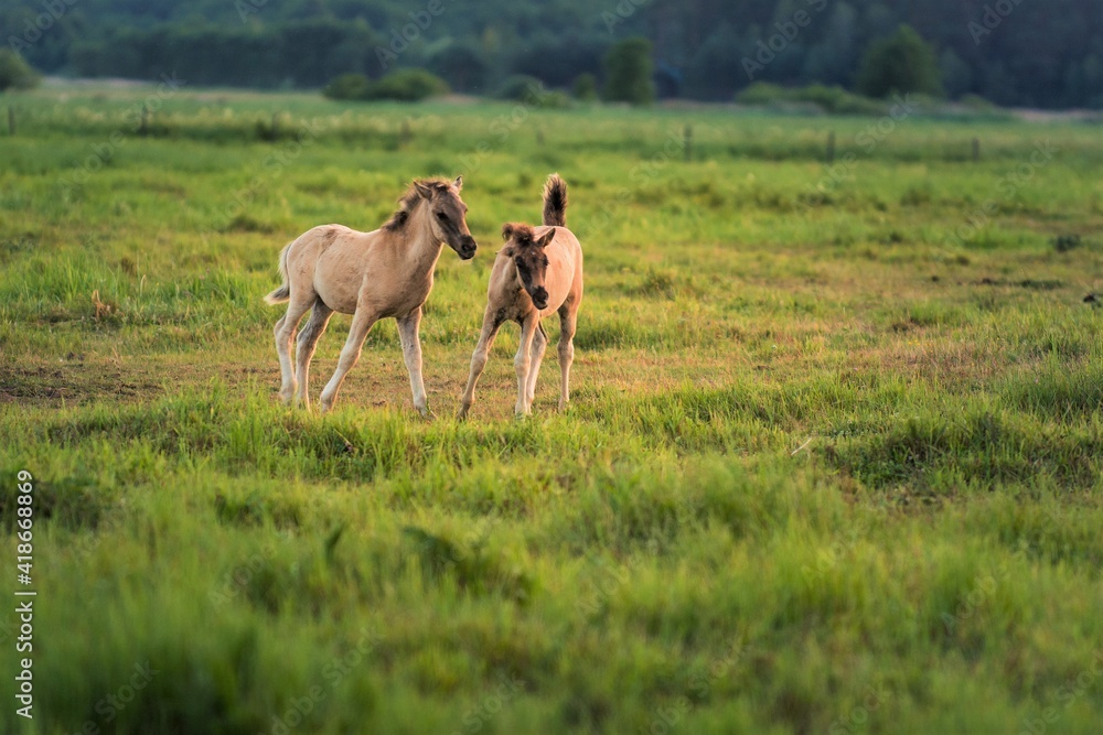 Naklejka premium horses in the meadow