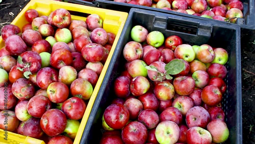 Apple harvest. Lots of apples in boxes. Apple harvest. Lots of apples in boxes.