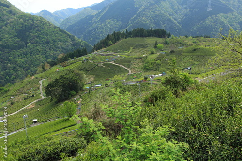 天空の茶畑　岐阜県上ヶ流地区は岐阜のマチュピチュと言われている
