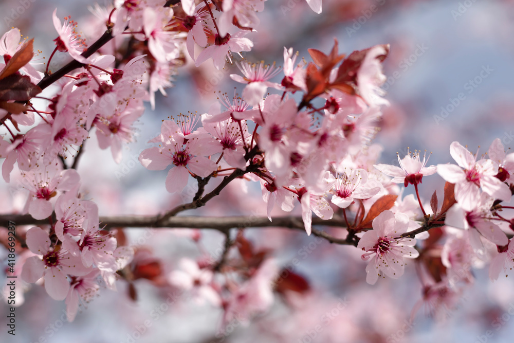 spring pink cherry blossoms with blossoming flowers against the blue sky.