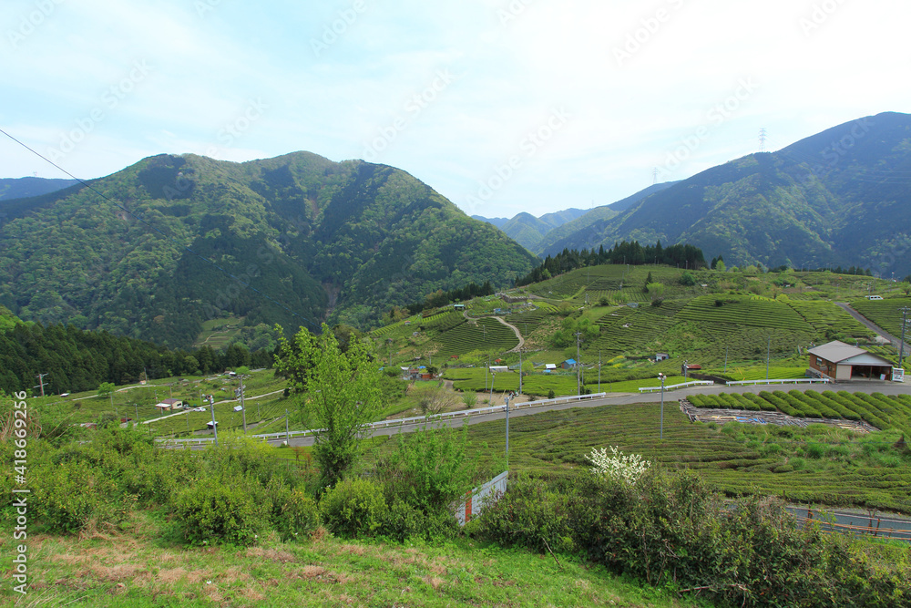 天空の茶畑　岐阜県上ヶ流地区は岐阜のマチュピチュと言われている