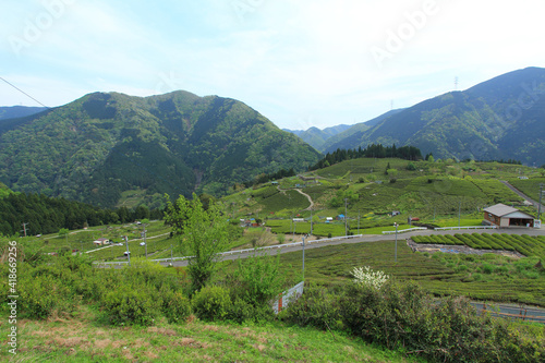 天空の茶畑　岐阜県上ヶ流地区は岐阜のマチュピチュと言われている