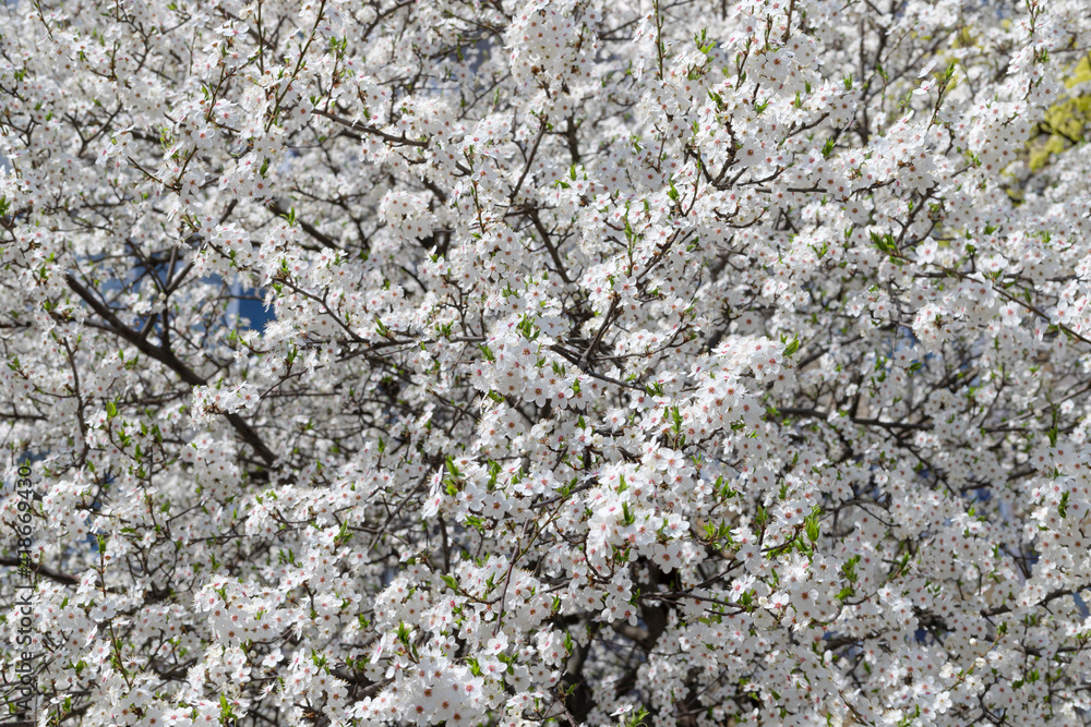 spring white cherry blossoms with blossoming flowers spring white cherry blossoms with blossoming flowers