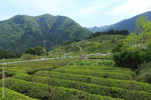 天空の茶畑　岐阜県上ヶ流地区は岐阜のマチュピチュと言われている