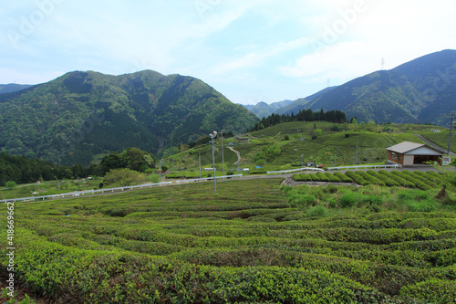 天空の茶畑 岐阜県上ヶ流地区は岐阜のマチュピチュと言われている