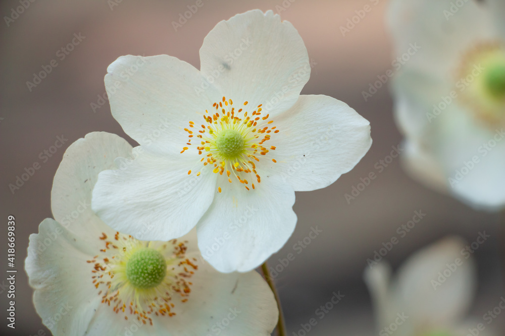 beautiful white flowers in the meadow, floral background of delicate flowers beautiful white flowers in the meadow, floral background of delicate flowers