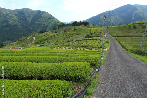 天空の茶畑　岐阜県上ヶ流地区は岐阜のマチュピチュと言われている