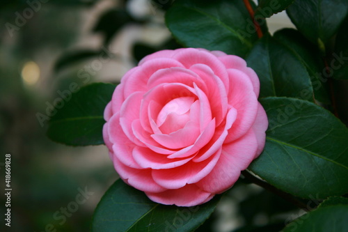 Wallpaper Mural ピンクの椿 Torontodigital.ca