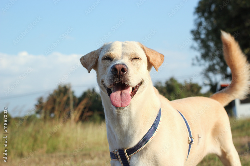 labrador dog smile