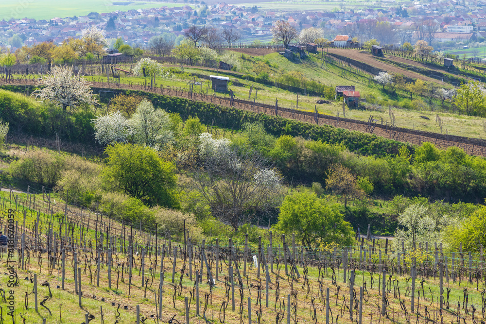 Spring vineyard near Mutenice, Southern Moravia, Czech Republic