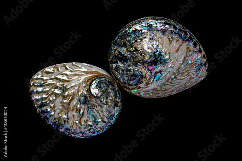 External surface of a sea shell ,have been polished ,black background.