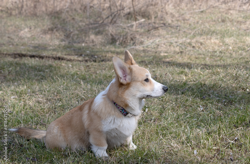 young corgi outdoors in early spring young corgi outdoors in early spring