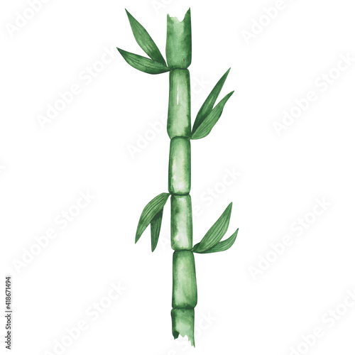 Watercolor bamboo branch isolated on a white background. Hand-drawn green clipart. Illustration of an Asian plant. Cute garden object. Zen. Natural stem.