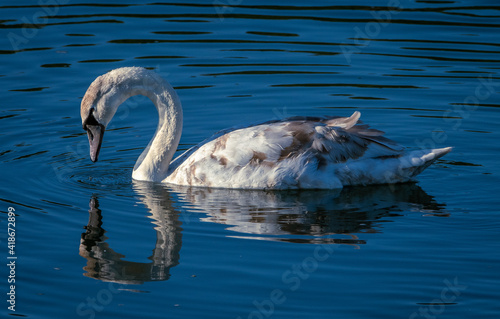 Mute Swan cygnet looking at it's reflection