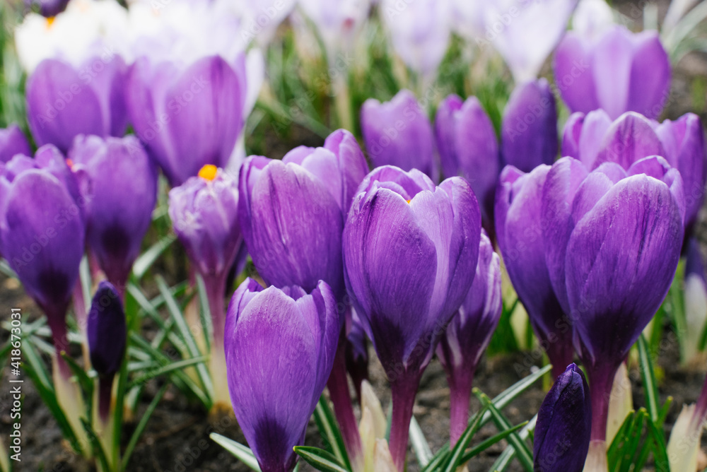 Spring purple crocuses close-up in the garden bloom in the spring. Selective Focus Spring purple crocuses close-up in the garden bloom in the spring. Selective Focus