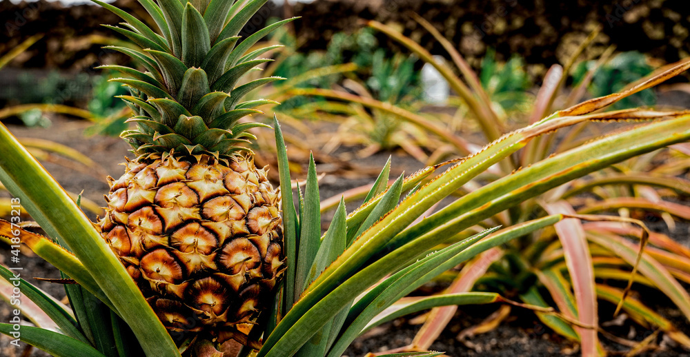 Obraz premium pineapple on the vine