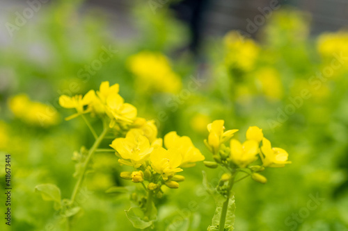 咲き始めの菜の花