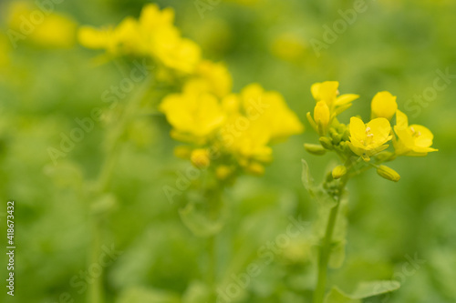 咲き始めの菜の花