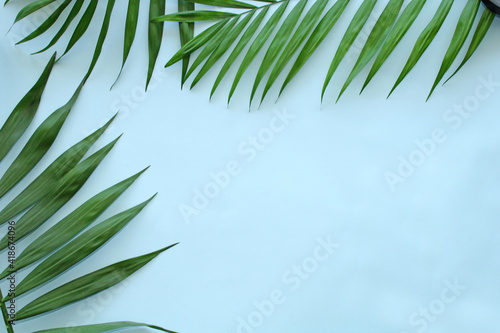  Palm tree leaves frame with a blue color background, tropical leaf