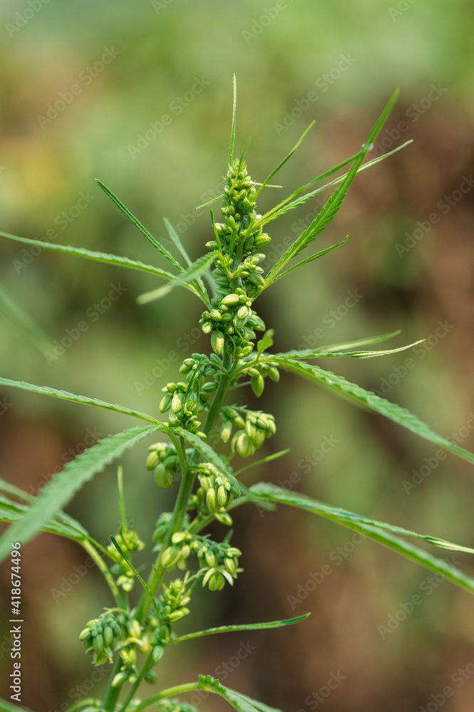 Naklejka premium Beautiful marijuana green leaves on natural background.