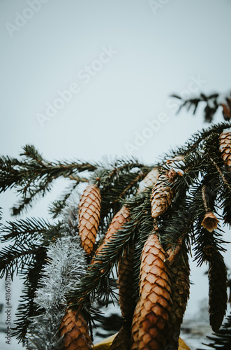 pine cones on snow