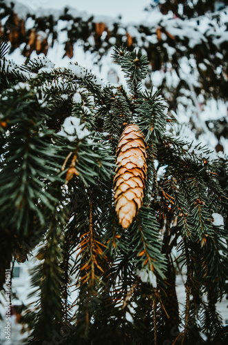 cones on the snow